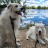 Фото профиля AtHomeDogMom🌊🇺🇲🇺🇦🌈