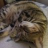 猫舞美麻衣's profile picture
