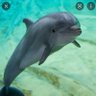 Profilbild von the dolphin