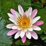 Profilbild von Girish Deshpande