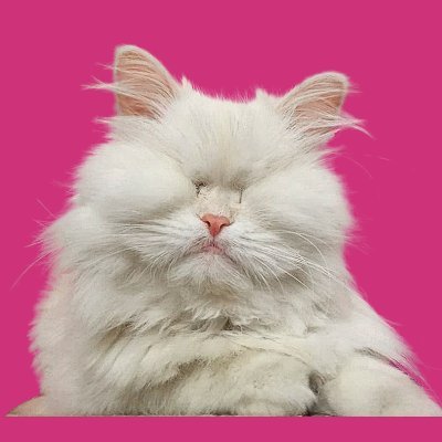 Moet the Blind Cat's profile picture