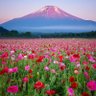 Фото профиля 下山虎麟海