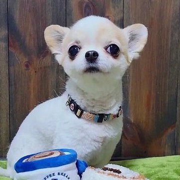 たねちゃん's profile picture
