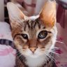 アシメEYEあんず🐾 的头像