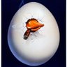 Howard The Duck. 🇨🇴🇮🇱🇺🇦 profil fotoğrafı
