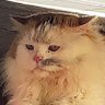 Cavee profil fotoğrafı