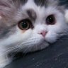 はなはな's profile picture