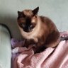 Maiteechu's profile picture