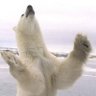 El Oso Blanco 的头像