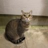 ニャルソック 的头像