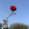 . profil fotoğrafı