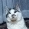 Profilbild von としとし