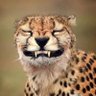 geynliag9999's profile picture