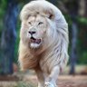 Фото профиля اسد لاسود