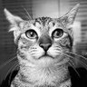 Profilbild von Rusking