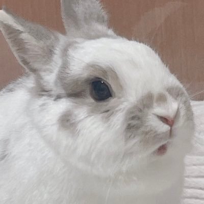 きらたん🐰's profile picture