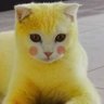 meow's profile picture