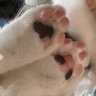 眠くて気絶 的头像