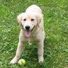 Rebecca Brown,🐶🐱📙♿🌎's profile picture