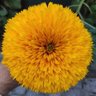 Fabrizio Garavini #ruSSiamerda's profile picture