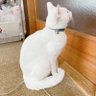 むっしゅ👓🐰🤍 的头像