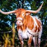 Texas Trinity 的头像