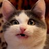 Chichi's profile picture