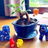 多肉 🪄➰🦔🌵 profil fotoğrafı
