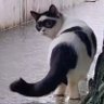 ชิเหน๋ profil fotoğrafı