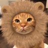ウサギママ's profile picture