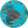 🐢やぴやぴ🐹 profil fotoğrafı