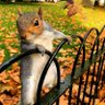 Eichhörnchen profil fotoğrafı