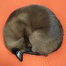 せんこ's profile picture