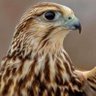 سراج Al_rooh's profile picture