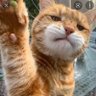 khoceng kampOeng 🐱's profile picture
