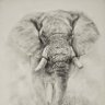 Фото профиля White Elephants