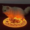 🐈 的头像