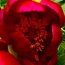 Фото профиля Clive Henwood