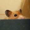Hamster's profile picture