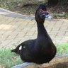 joao 的头像