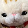 ゃ's profile picture