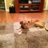 Sissidog02's profile picture