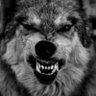 Wolfe's profile picture