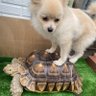 Фото профиля 亀のタマしぃー