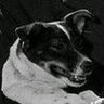 mucky pup profil fotoğrafı