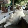 MERT's profile picture