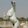 غريب الدار profil fotoğrafı