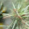 Pookie_buds 的头像