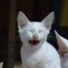 icymeowgalaxy's profile picture