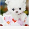 LittleKid 的头像
